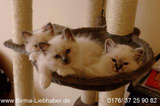 Die Traumkitten mit den blauen Augen