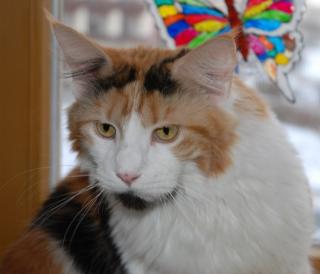 Wunderschöne Maine Coon Glückskatze ist auf der Suche.