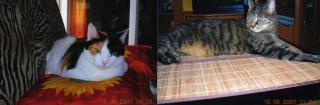 2 Katzen in liebevolle Hände abzugeben-EILT