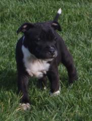 Staffordshire-Bullterrier Welpen