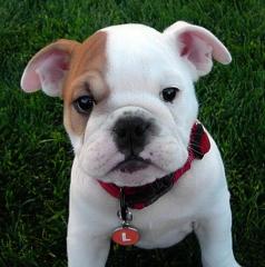 Reizenden English Bulldogge Welpe für die Annahme