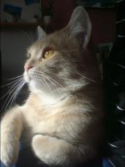 Sehr verschmusten hübschen Kater abzugeben