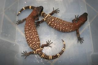 Heloderma horridum exaspertatum 1. 1