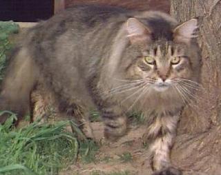 Reinrassige Maine Coon Katzen-Babys von 11 Wochen