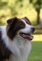 AUSTRALIAN SHEPHERD DECKRÜDE red-tri w/c