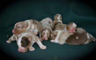 Australian Shepherd Welpen m. Papieren