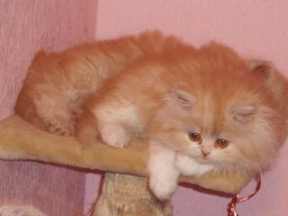 Perserkatzenbabys