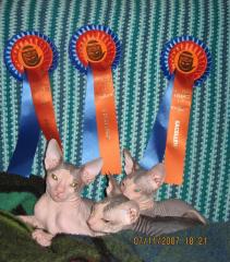 Don-Sphinx Kitten geboren. am 06. 08. 07