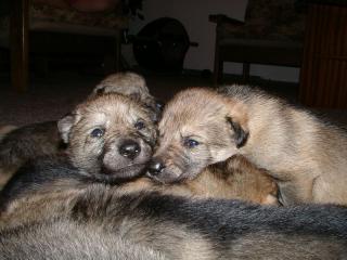Tschechoslowakischer Wolfshund