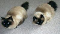 Umzugshalber zwei süße Birma/Colourpoint Katzen abzugeben