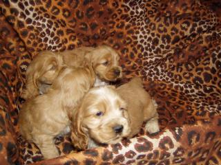 Spaniel