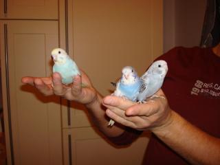 Nestjunge Handzahme Wellensittiche in Bremen