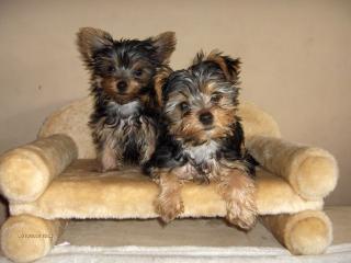 Yorkie s