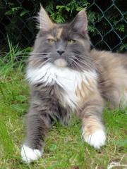 Coonfusion Maine Coon Zucht seit 1998 - Gesundheit, Charakter, Freundschaft