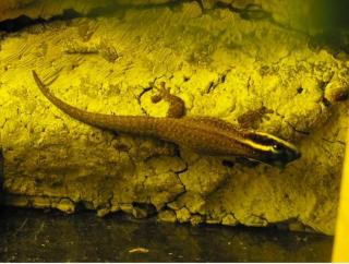 Phelsuma Ornata Ornament Schmuck Taggecko 0, 0, 4 Nachzuchten 2021