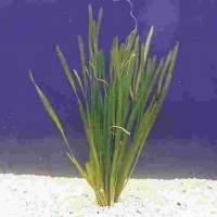 Schwertträger, Molly s und Vallisneria