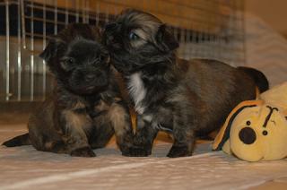 TONG-HUA LHASA APSO