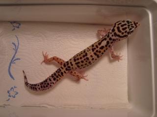 Leopardgecko Mack Snow 1. 0