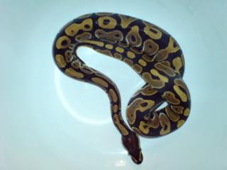 100 het. Caramel-albino Zuchtreif
