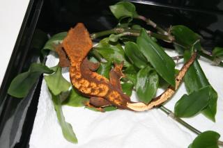 Rhacodactilus ciliatus 1. 0