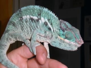 Furcifer pardalis ambanja blue nachzuchten
