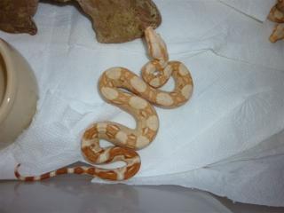 Boa Farbmorphs nz 2021