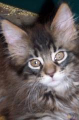 Typvolle Maine Coon Kitten