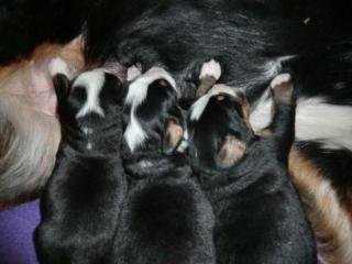 Wunderschöne Bernersennenhund Welpen