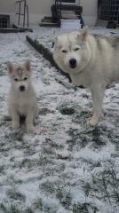 Reinrassige Sibirien Husky