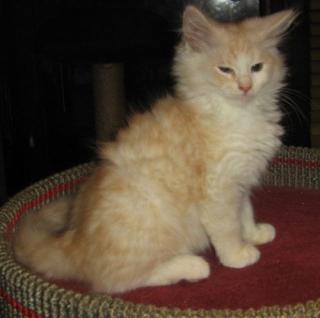 Sibirische Katzen