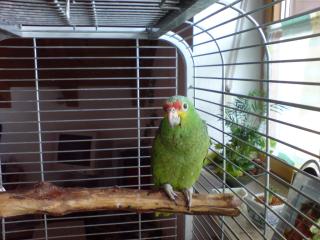 Suche Papagei