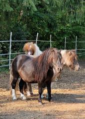 Shetty Shetlandpony Hengst 2 Jahre