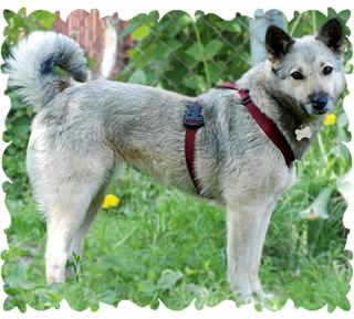 Nika, Mischling