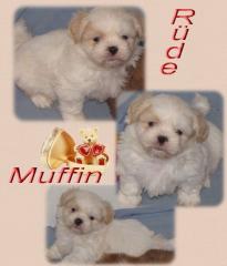 Muffin Shih Tzu Rüde