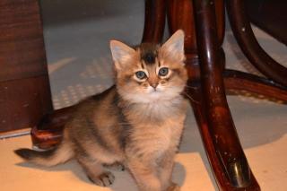 Indira - süßes Somalimädel/Kitten