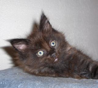 Maine Coon Kater