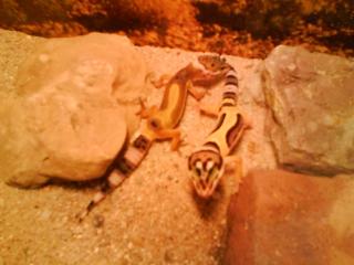 1. 3 Leopardgeckos zu verkaufen
