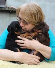 Dobermannwelpen, schwarz, braun, mit FCI Ahnentafel, aus Tschechei