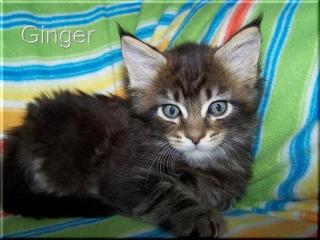 3 Maine Coon Mädchen suchen.