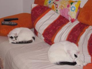 2 Wohnungskatzen abzugeben - Hauskatze - Katzen zu Verschenken