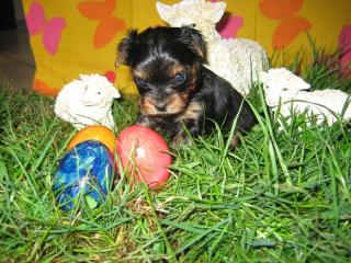 Yorkshire Terrier Welpen of Stars in the Sky