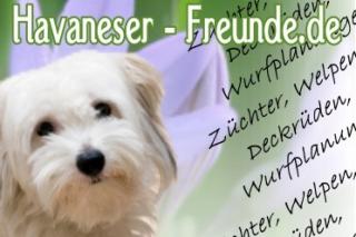 Havaneser-Freunde. de