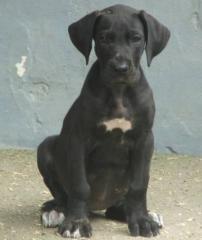 Dt. Dogge Tanja sucht neues zu Hause ab 11. 07. 2021