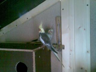 Tausche Nymphensittich Hahn und suche 2 Wellensittich Hennen. Tel. 0179-2775543.