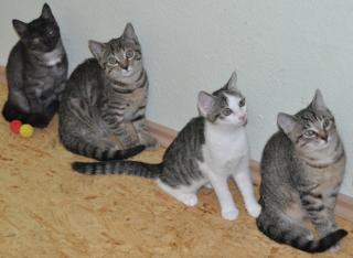 4 süße 12 Wochen junge Kitten suchen dringend neues Zuahuse