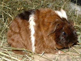 Junge Meerschweinchen