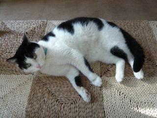 Benny sucht ein neues Zuhause
