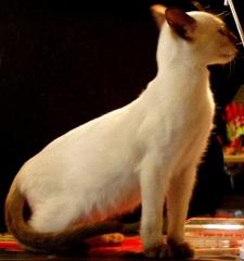 Siamese, Jungkater, Alter 5 Monate