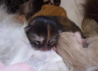 Schöne kleine Sibirische Katzen female