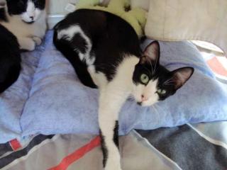 Liebe Katze Cleo mit Baby ausgesetzt
